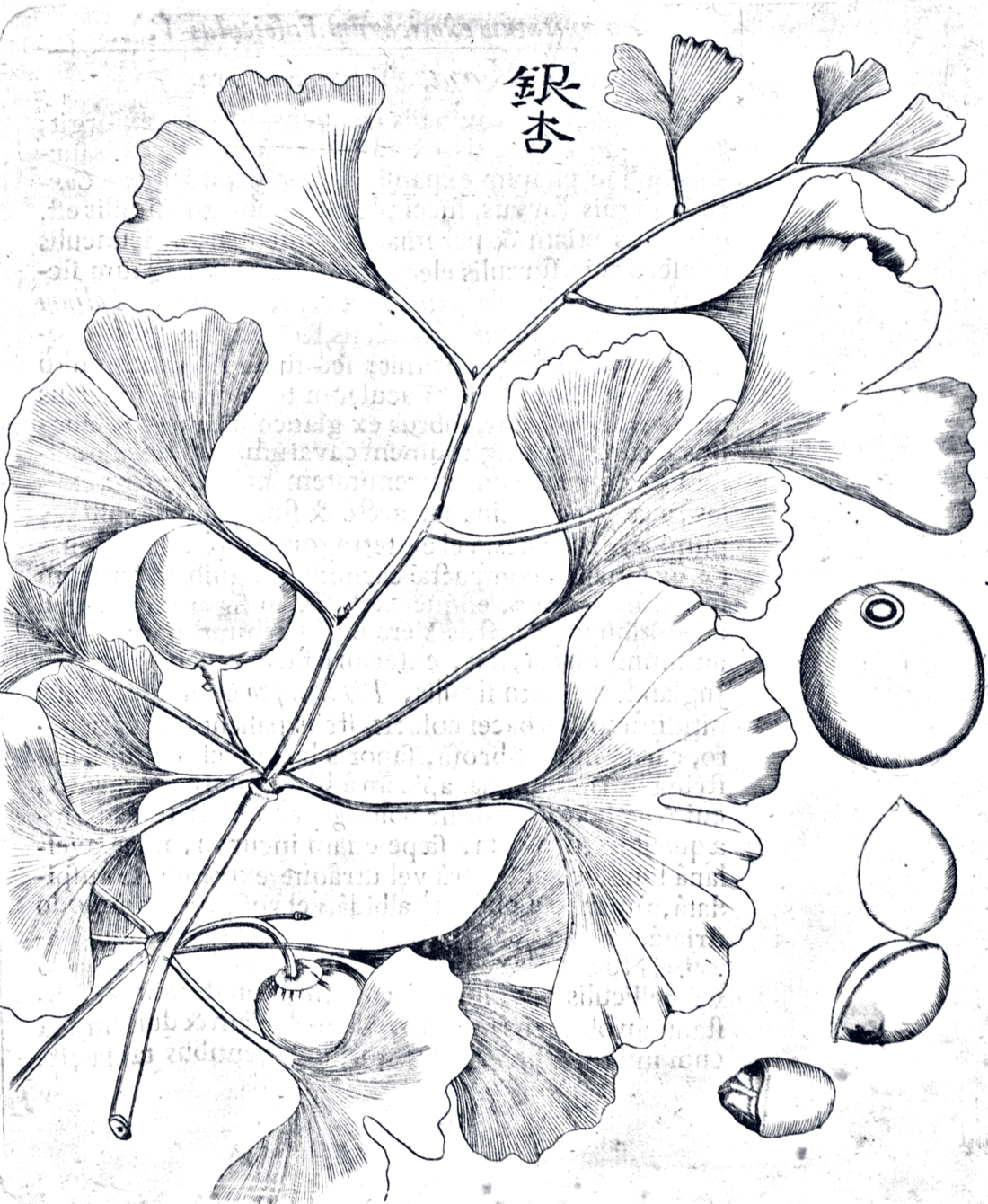 A copperplate engraving of a ginkgo branch with fan-shaped leaves and fruit, a whole and a halved seed beside it, and the Chinese characters for ginkgo above.